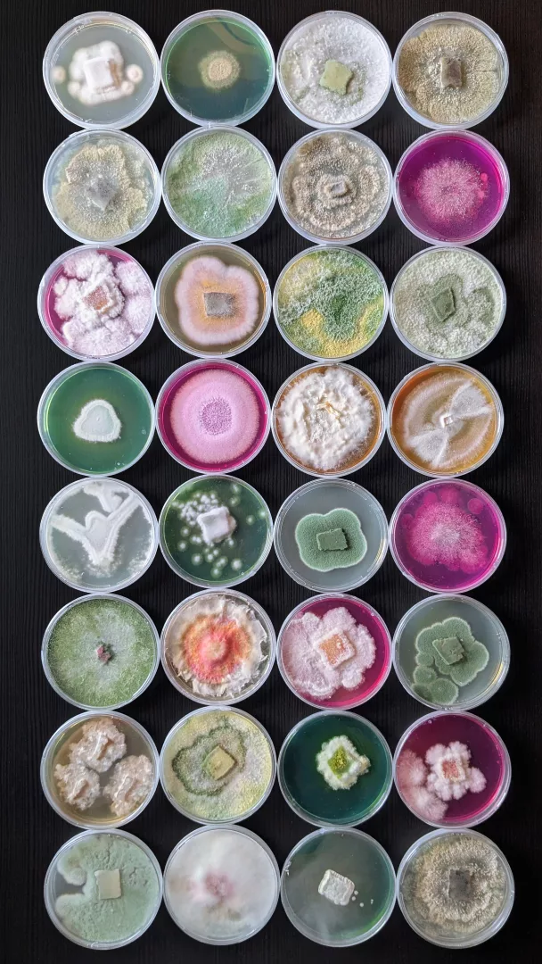 Mycoverse: i colori del futuro