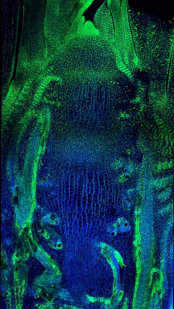 La crescita di una pianta di riso al microscopio