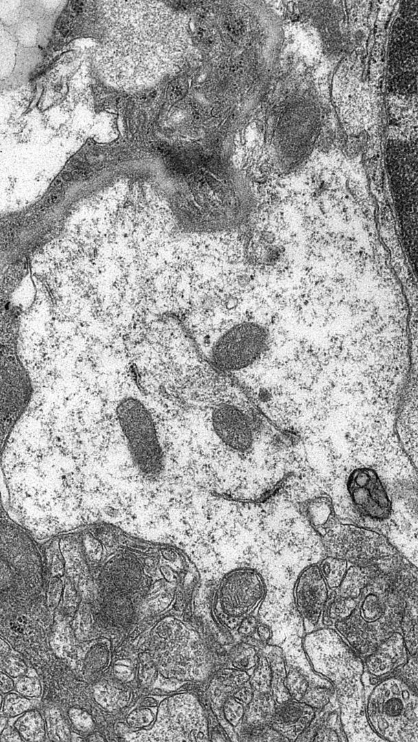 Il sorriso nascosto del neurone