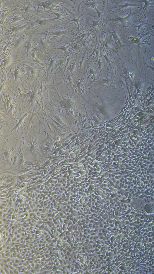Il mare in una Petri