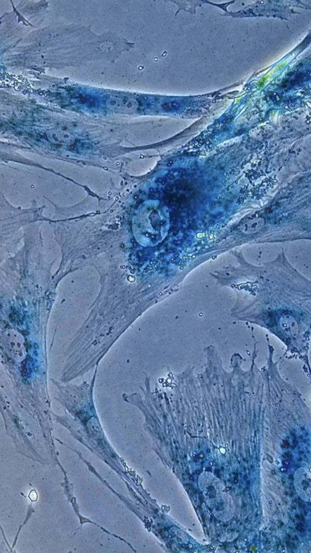 Il tempo in una cellula