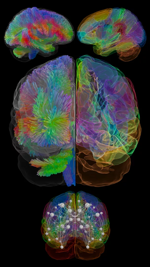 Rete neurale biologica: il cablaggio del pensiero