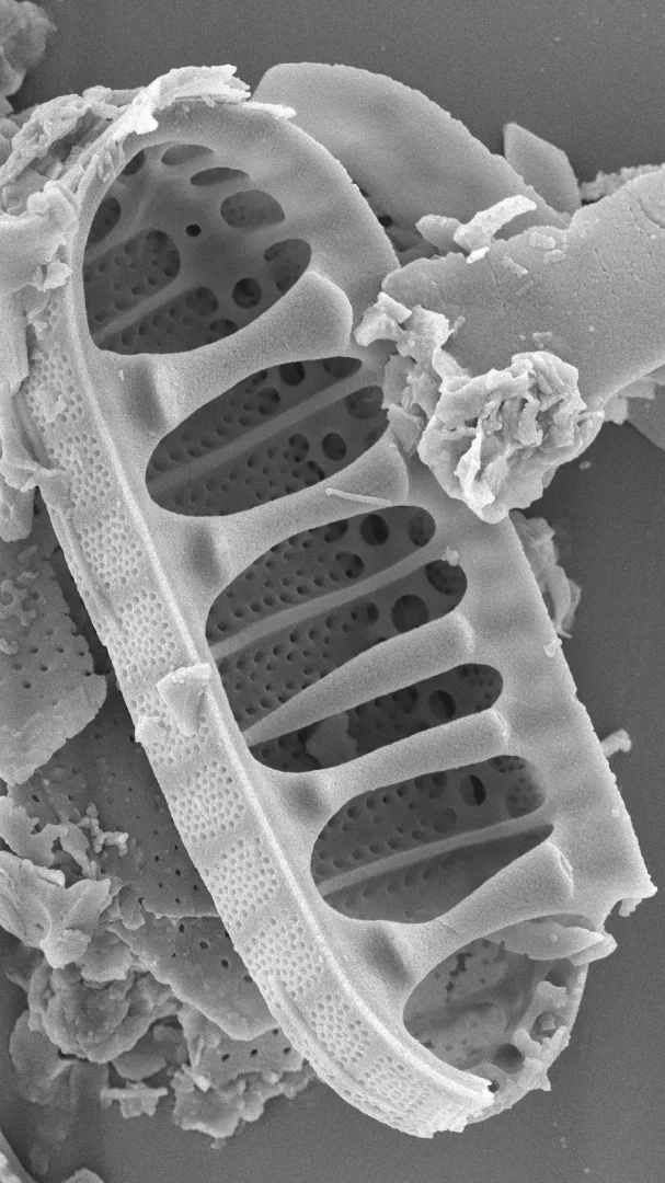Diatomea fossile del Perù