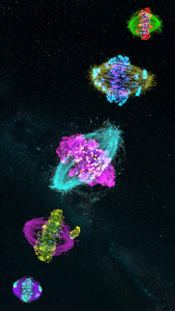INNER COSMOS: CROMOSOMI FUORI ORBITA
