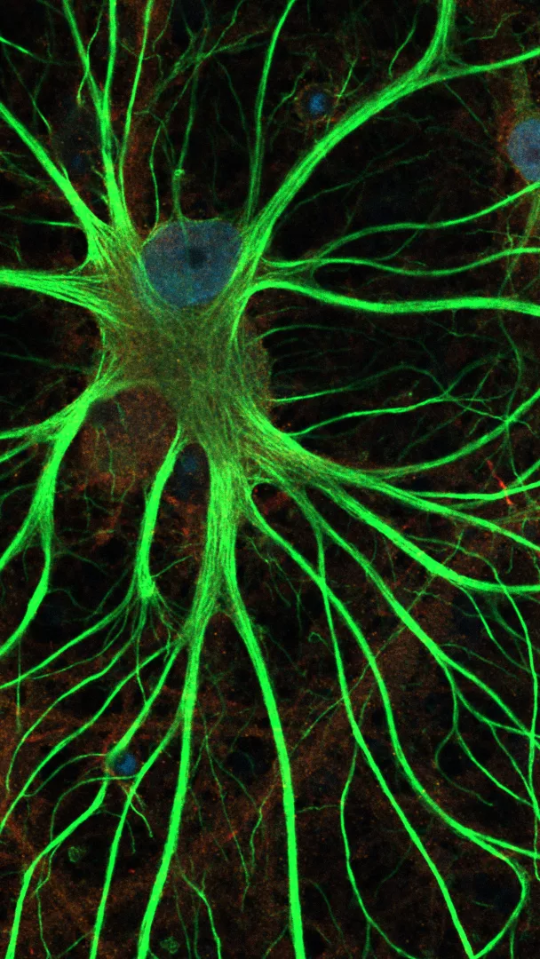 Il cervello che respira