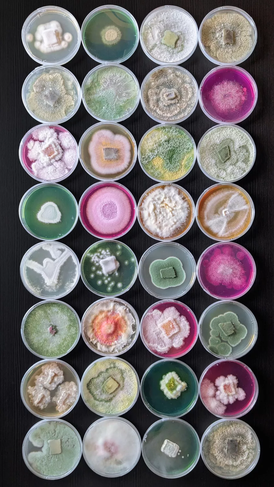 Mycoverse: i colori del futuro